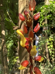 Thunbergia mysorensis