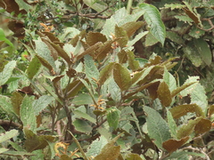 Ocotea pedicellata