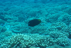 Acanthurus nigricans