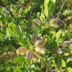 Polygala myrtifolia