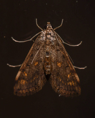 Parapoynx crisonalis