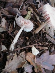 Mycena rosea