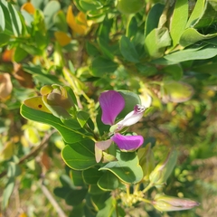Polygala myrtifolia