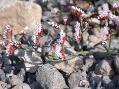 Miltogramma aurifrons