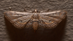 Parapoynx crisonalis