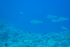 Monotaxis grandoculis