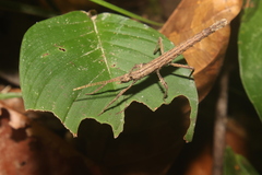 Creoxylus