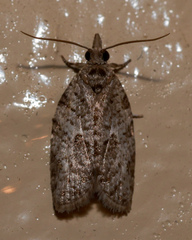 Isotenes miserana