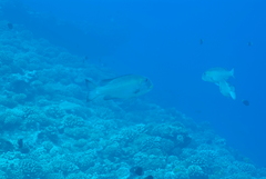 Monotaxis grandoculis