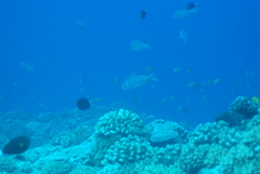 Monotaxis grandoculis