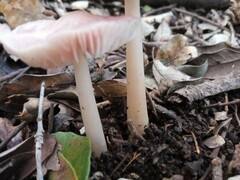 Mycena rosea