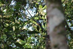 Trogon melanocephalus