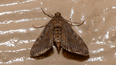Parapoynx crisonalis