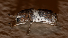 Ozotomerus bipunctatus