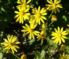 Senecio vernalis