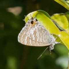 Theclinesthes onycha
