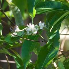 Lophostemon confertus