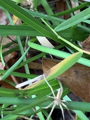 Pisaurina dubia