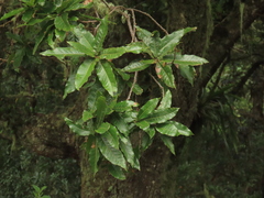 Quercus humboldtii