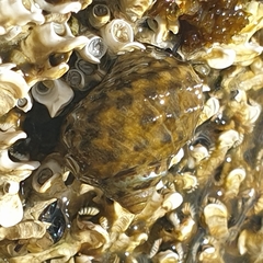 Austrocochlea porcata