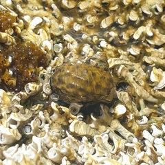 Austrocochlea porcata