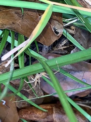 Pisaurina dubia