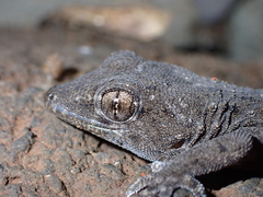 Tarentola delalandii
