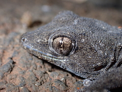 Tarentola delalandii