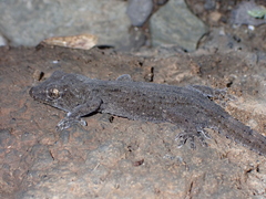 Tarentola delalandii