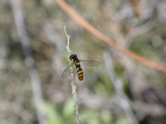 Sphaerophoria rueppellii