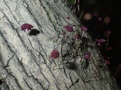 Marasmius haematocephalus