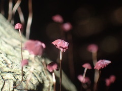 Marasmius haematocephalus