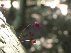 Marasmius haematocephalus