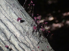 Marasmius haematocephalus