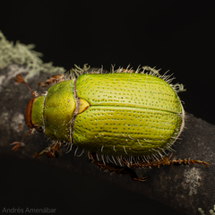 Brachysternus prasinus