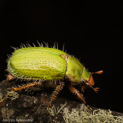 Brachysternus prasinus