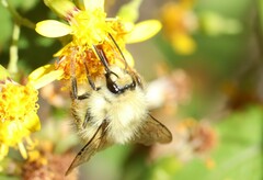 Bombus sonani