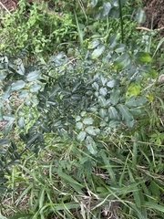 Dalbergia obovata