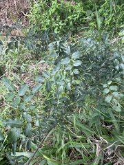 Dalbergia obovata