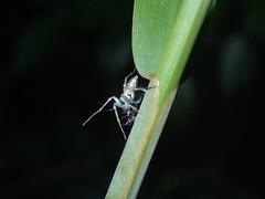 Hamataliwa