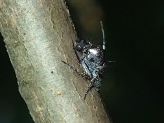 Hamataliwa