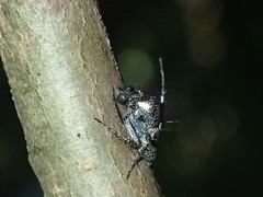Hamataliwa