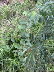 Dalbergia obovata