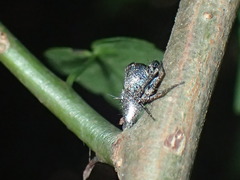 Hamataliwa