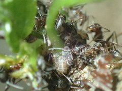 Oxyrhachis
