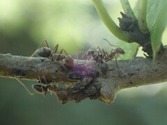 Oxyrhachis