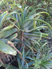 Aloe