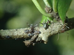 Anoplolepis custodiens