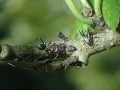 Anoplolepis custodiens