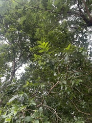 Combretum erythrophyllum